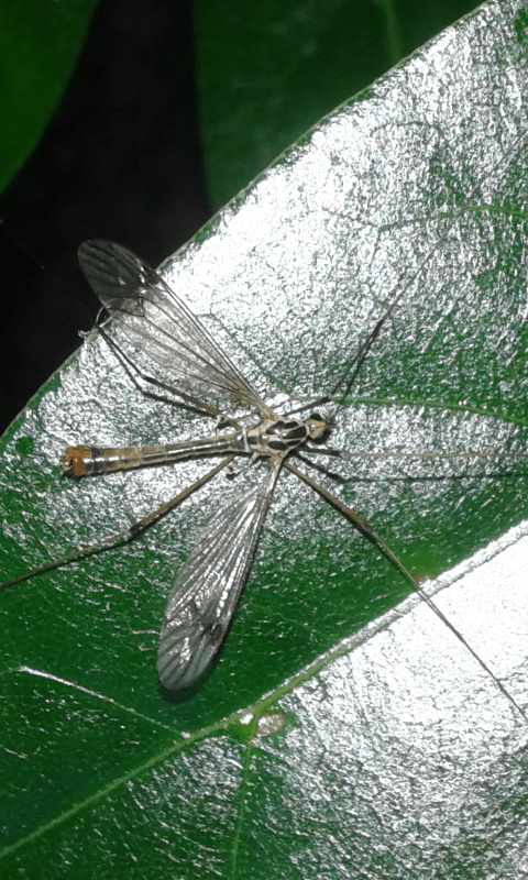 Tipulidae : Nephrotoma sp.? S